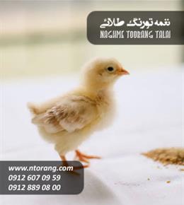 جوجه گوشتی راس پلیکان